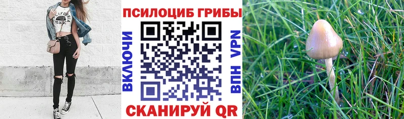 ОМГ ОМГ tor  Заполярный  Псилоцибиновые грибы прущие грибы 